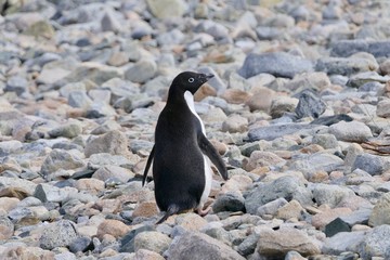 Adelie penguin in Antarctica on rocky beach at Stonington Islands