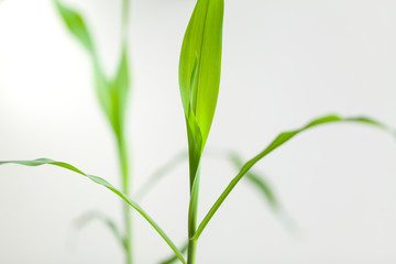 Fototapeta na wymiar green leaves young stalks of a corn plant