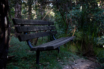 Fototapeta premium bench in the park