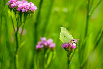 pink flowers on green grass