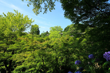 東福寺の青もみじ