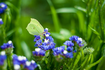 butterfly on a flower