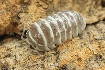 Macro isopod