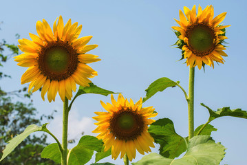 Beautiful flower, sunflower blossom blooming in nature