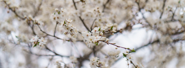 Pear tree in bloom. Spring is coming. Small white flowers covered the tree branches. Nature waking up. The beauty in nature.