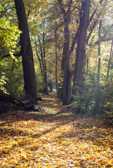 autumn in the forest