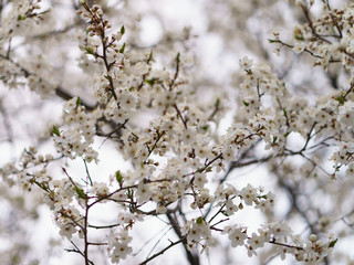 Pear tree in bloom. Spring is coming. Small white flowers covered the tree branches. Nature waking up. The beauty in nature.