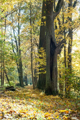 autumn in the forest