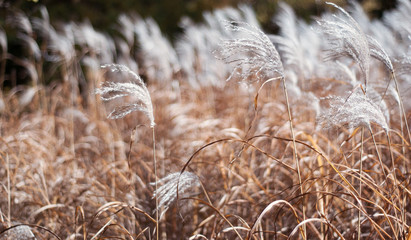 Fototapeta premium reeds in the wind