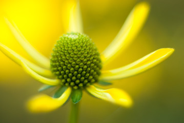  yellow flower