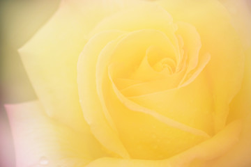 黄色いバラのクローズアップ（Peace)	