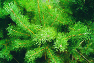 Bright green spruce branches. Lush pine branches. Spruce close-up.