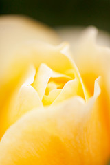 黄色いバラのクローズアップ(Charlotte)