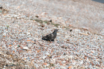A small bird standing on a rocky beach gray pigeon