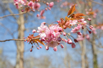 cherry blossom in spring