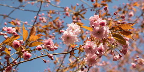 pink cherry blossom