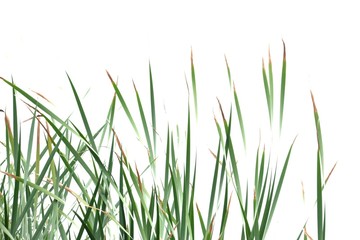 Wild grass leaves with wind blowing on white isolated background for green foliage backdrop 