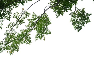 Tropical tree with leaves branches on white isolated background for green foliage backdrop and copy space 