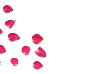 Blurred a group of sweet red rose corollas on white isolated background and colorful flora details