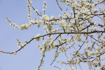 blossoming branch of a tree