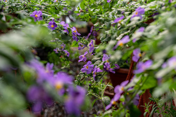 purple flower pots hung in the greenhouse