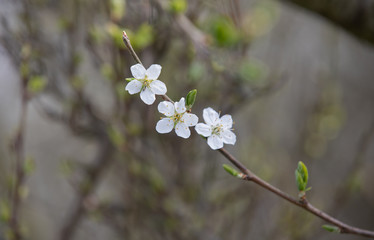 white flowers on a tree