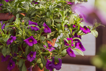 Purple flower Calibrachoa in a pot with green leaves