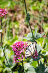 Iphiclides feisthamelii a beautiful butterfly