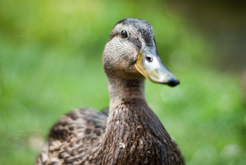 duck on the grass