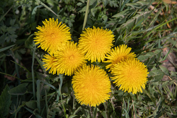 dandelions in the grass
