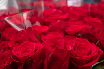 close-up of red roses