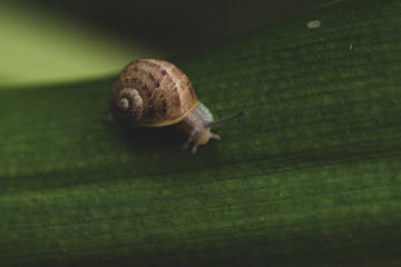 Caracol en hoja verde