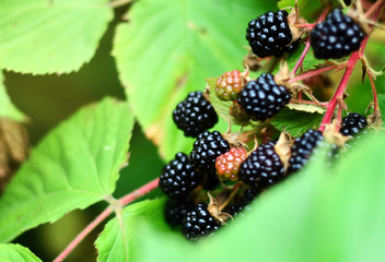 Blackberries on a green branch. Ripe blackberries. Delicious black berry growing on the bushes. Berry fruit drink. Juicy berry on a branch.