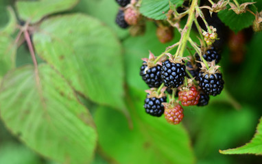 Blackberries on a green branch. Ripe blackberries. Delicious black berry growing on the bushes. Berry fruit drink. Juicy berry on a branch.