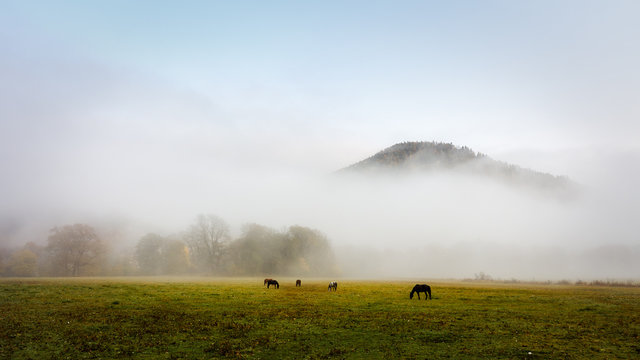 herd of horses in a thick fog in the autumn in the feald