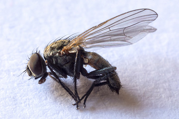 FLY MACRO PHOTOGRAPHY
