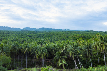 Fototapeta na wymiar View from above, stunning aerial view of a palm tree forest is Siargao, Philippines. Siargao is a tear-drop shaped island in the Philippine Sea..