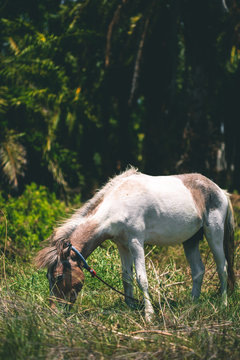White horse eats grass on the lawn on a background of palm trees