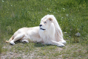 White lion lying on the green grass © Gioia