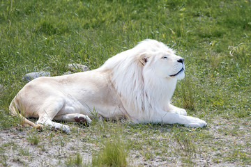 White lion lying on the green grass © Gioia