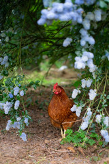 Chicken in the garden