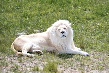 Fototapeta na wymiar White lion lying on the green grass