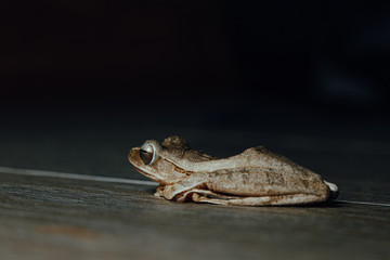 Frog sitting on a carpet, close-up