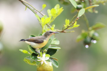 Plain prinia bird on orange tree