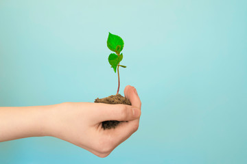 Ecology. Hands hold a sprout of seedlings on a blue background. Earth Day. Forest Conservation...