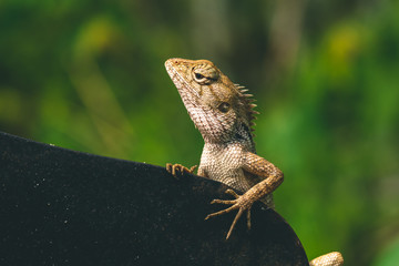 Lizard sitting on a tree next to a big knife