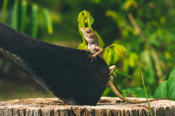 Lizard sitting on a tree next to a big knife
