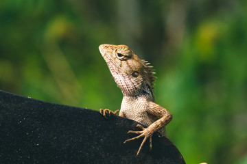 Lizard sitting on a tree next to a big knife