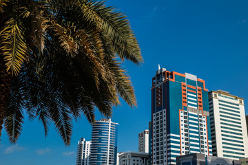 Panorama of skyscrapers and palm trees in Sharjah, United Arab Emirates . Walking area in the UAE city
