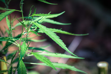 Marijuana leaves, Medical cannabis on dark background. Closeup and selective focus.